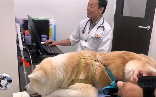 护士打针表情包秋田犬