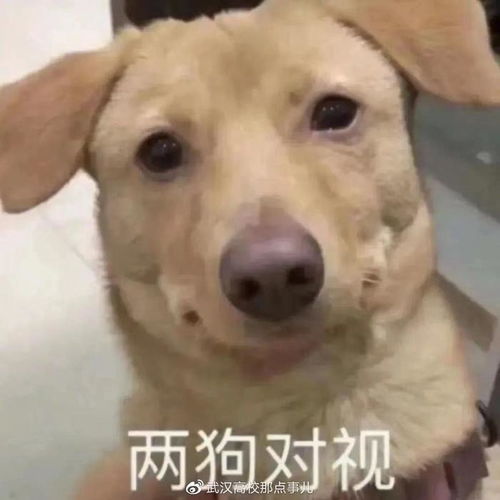 最近流行的微信表情包菜狗