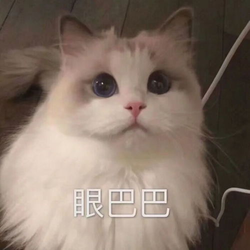 猫猫表情包你当我小猫咪不会发怒