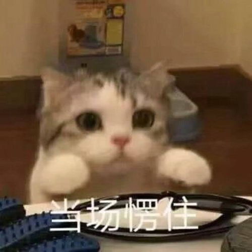 喵喵喵喵喵可爱猫猫表情包