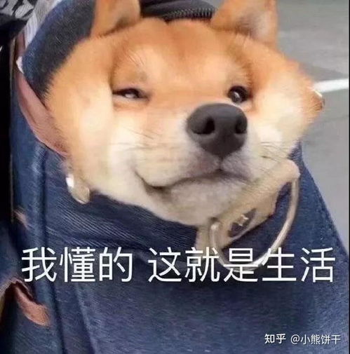 表情包心情简单舔狗