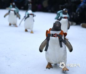 哈尔滨冰雪大世界上演最萌企鹅t台秀
