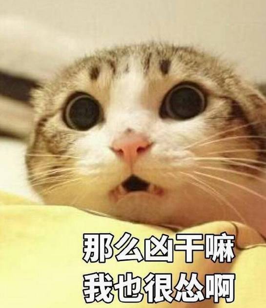 说你呢图片表情包猫咪
