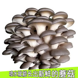 买1包发3包蘑菇菌包阳台多肉植物盆栽平菇金针菇秀珍食用菌菌种,一品好特惠