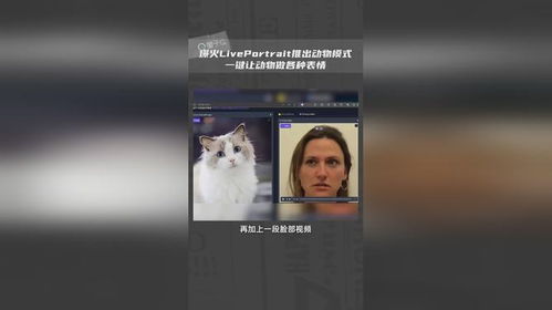 快手动态表情包视频猫咪