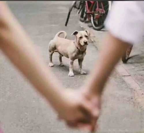 表情包心情凌乱舔狗