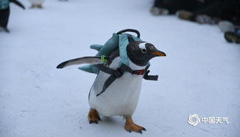 哈尔滨冰雪大世界上演最萌企鹅t台秀