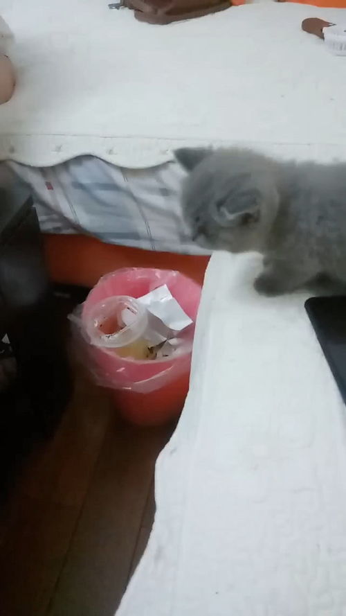 表情小猫咪大意估错距离,结果以这姿势摔地上,猫妈的表情亮了表情