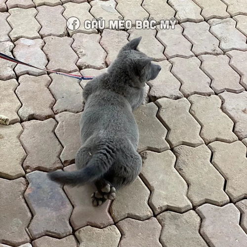 最近很火的表情包猫蓝猫