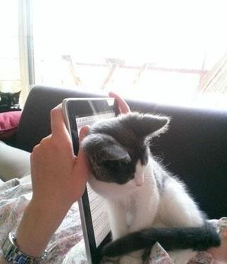 猫咪如果有这些行为,是对你的报复