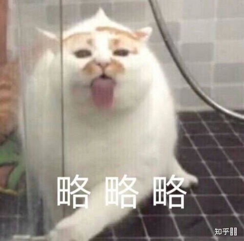 呕吐的表情包图片猫咪