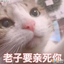 女生撒娇可爱猫咪图片猫咪要抱抱表情包下载乐游网游戏下载
