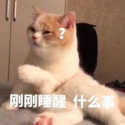 沙雕猫咪表情包老弟老弟,干哈呢