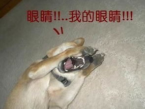 我的眼睛表情包图片狗