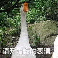 大鹅微信表情包搞笑带字关于鹅的表情包大全