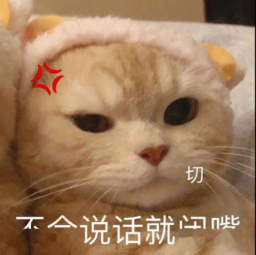 橘猫沙梨表情包