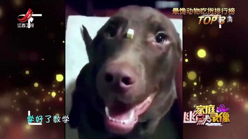 猪一旦睡着很难叫醒,一句吃饭了秒醒,不愧是吃货
