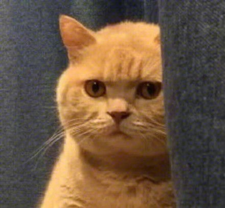 猫偷看表情包