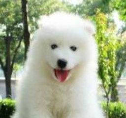 纯种萨摩耶幼犬外形阳光笑容灿烂当面挑选有售后