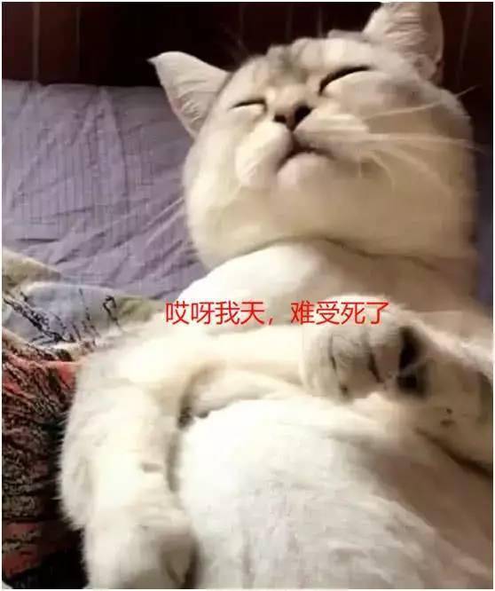 猫咪一直挠痒痒,主人过去一看,发现问题后笑坏了