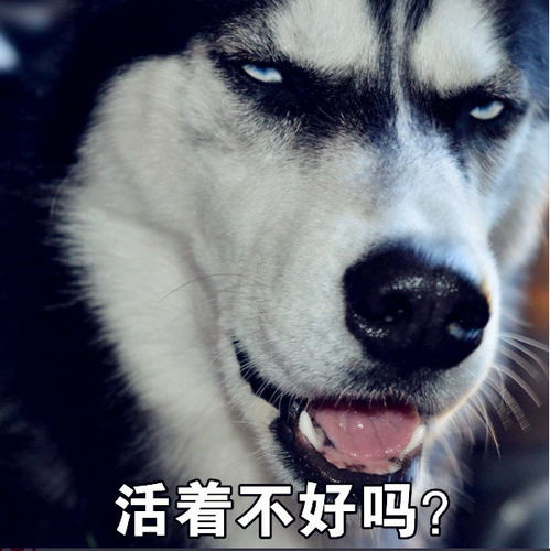 主人让狗子们挑选喜欢的食物,二哈居然选这个网友养生汪