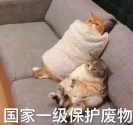 bsu校园通太真实当代大学生的假期现状