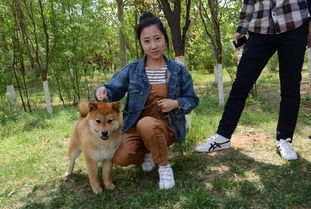 185只柴犬拼颜值,有些狗狗表情很吊诡