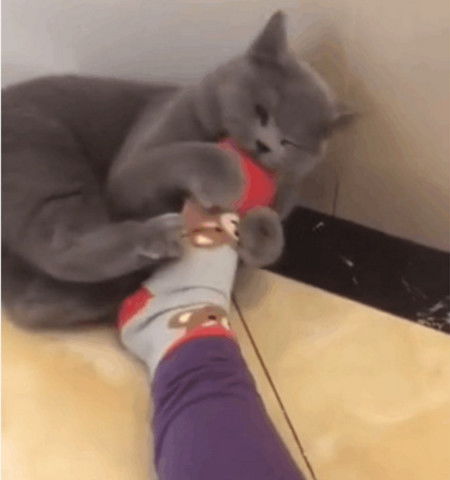猫咪不自觉抱住主人的脚啃,越闻越不对劲,表情却让人笑喷了