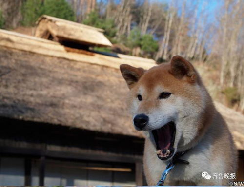 死男人表情包柴犬