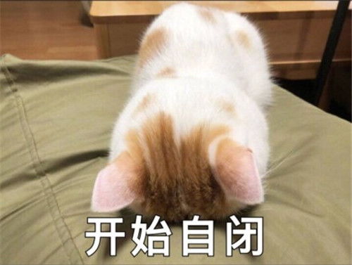 小奶猫自闭了表情包反抗是不敢反抗的,就偷偷略略略这样子