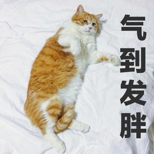 今晚真的有流星吗