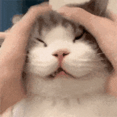 小猫gif动态表情包偏头