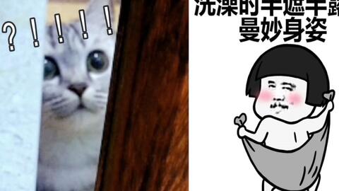 话痨橘猫喜欢每天偷看主人洗澡还一直喵喵叫,猫咪你前世是不是个男子....