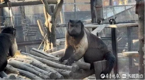 山东网红动物不少,吸粉引流各有妙招