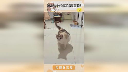 主人帮大卡车猫挠痒痒呢,大卡车猫非说是自己用猪蹄挠的