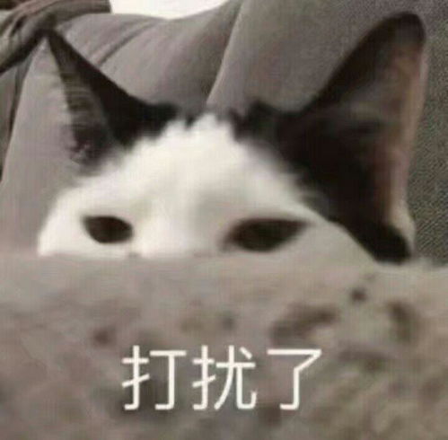 猫到底有多聪明