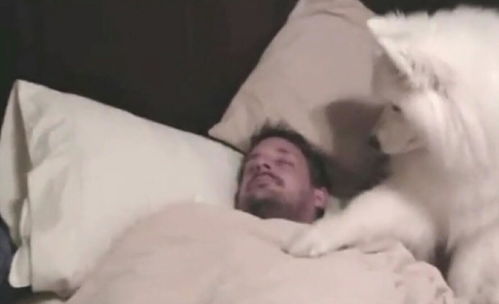 泪奔,哈士奇与萨摩耶叫主人起床方式,一个像老公一个像女儿
