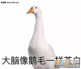 我孤独啊表情包图片没有意外应该可以鸽子表情包下载乐游网游戏下载