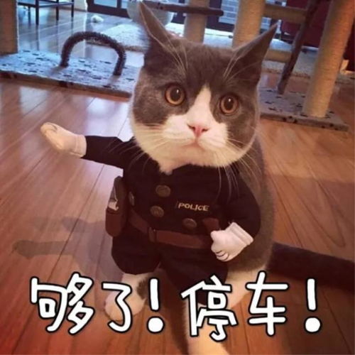 金拱门的热点已经追不上了,我们来吸猫吧