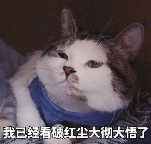 猫猫表情包大合集,一整周都不用打字啦
