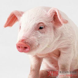 喂猪吃手表情包猪肾