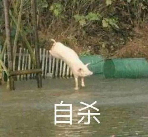 谁说猪都好吃懒做,表情包里的它们简直是万能萌神