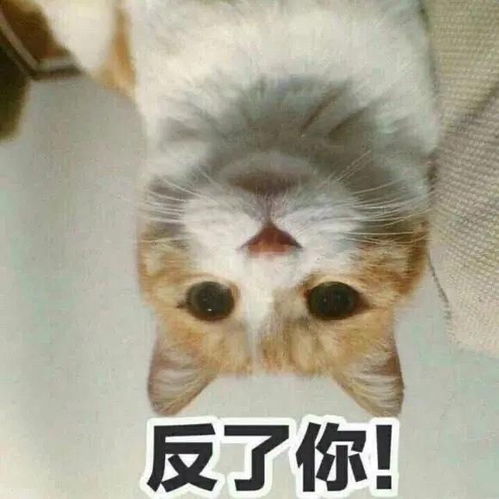 我是你爷爷啊表情包猫咪