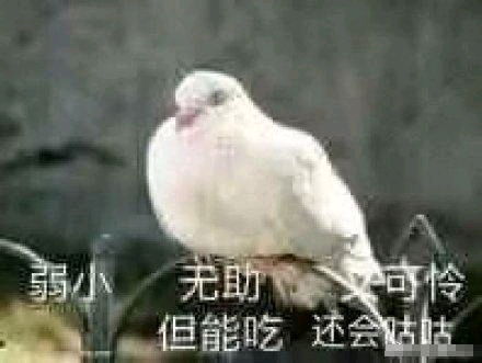 今天有事情鸽一天,明天正常更新