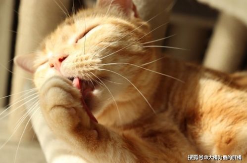 猫咪常有这3个表现可不只是挠痒痒,主人要帮忙,别不在意