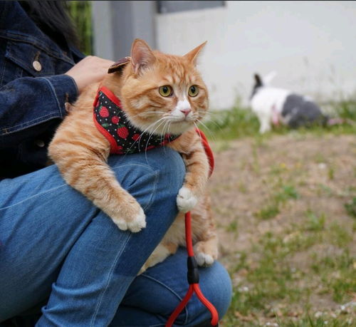 遛弯表情包橘猫
