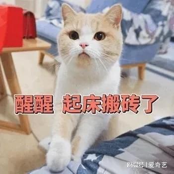 起床没表情包赖床