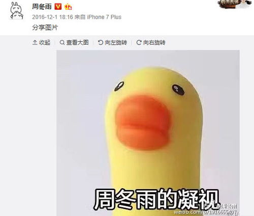 小黄鸭表情包周冬雨小鸭子