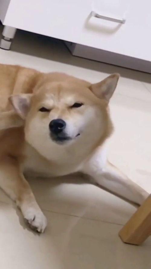 猫咪挠痒痒表情包挠痒