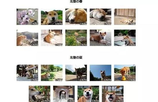 那个著名表情包狗狗去世了网友永远活在我的微信中
